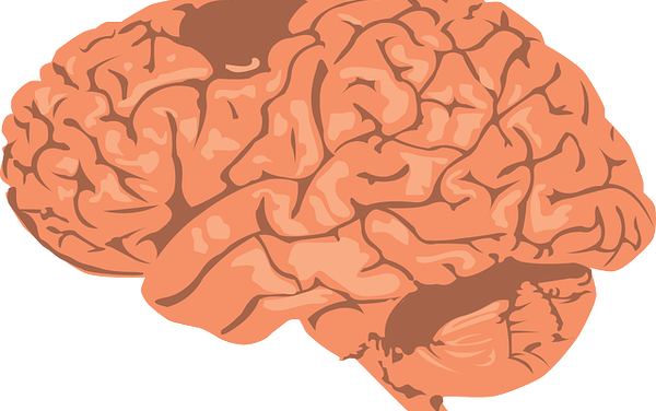 Investigating the Zombies in the Brain