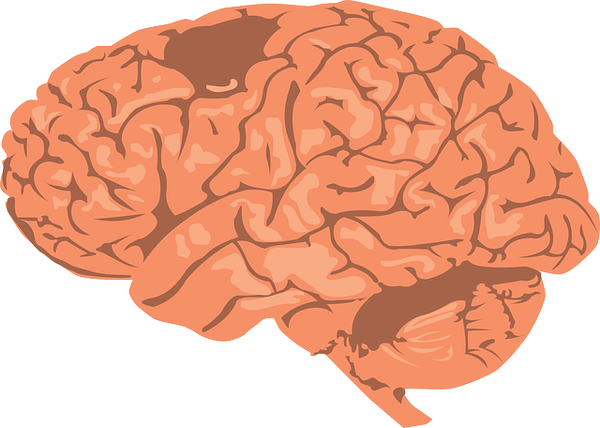 Investigating the Zombies in the Brain